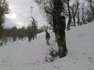 La forêt de Djimla sous la neige