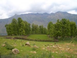 Verdure de la Forêt de Djimla au printemps
