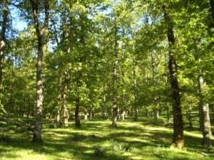 Les forêts de Jijel sous le Soleil Printanier