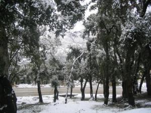 La neige recouvrant la forêt de Bouafroune