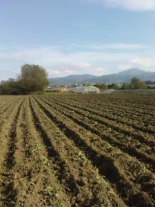Champ de Chou-fleurs à Jijel