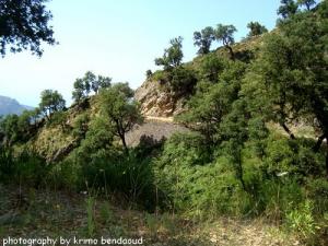 Route De Erraguene Et babor (Wilaya de Jijel)