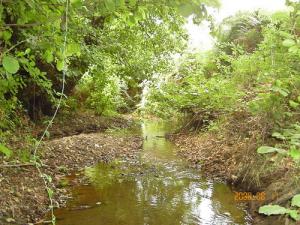 El-Oued Bouadjoul (Forêt de Jijel)