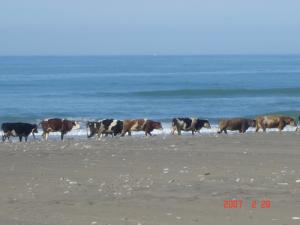 Elevage de Vaches sur la côte de Saida )
