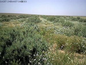 Végétation sauvage aux alentours de Saida