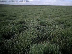 Champs agricoles à El Mers (Wilaya de Saida)