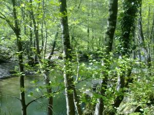 Beauté de la Forêt de Jijel