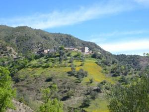 منظر من الحقول الخضراء بضواحي 