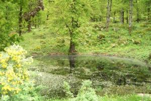 Une petite mare au coeur de la forêt de Jijel