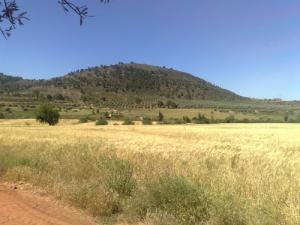 Champs de Blés aux abords de Saida