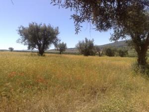 Culture d'Oliviers aux alentours de Saida