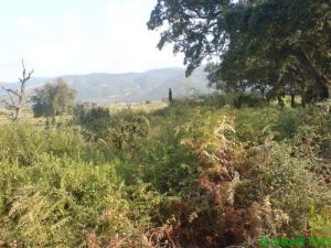 Verdure de la commune de Oued Zhour