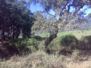 Entre Oued Zhor et El milia