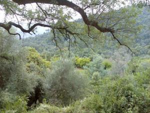 La forêt de Oued Zehour en été