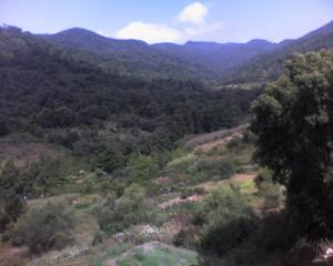 Les vertes Forêts de Oued Zehour (périphérie de Skikda)