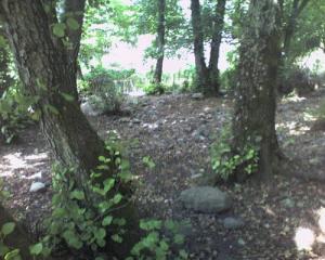 Arbres de la forêt de Oued Zhour
