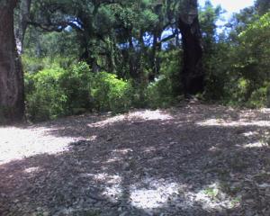 Vue intérieur de la forêt de Oued Zehour
