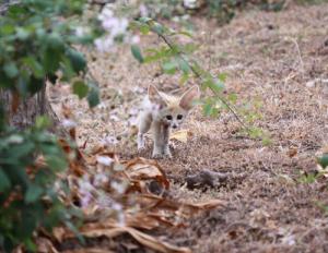 Petit Fennec de baladant dans la forêt de Oued Zehour