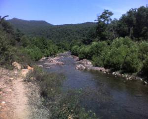Un Fleuve de la forêt de Oued Zehour