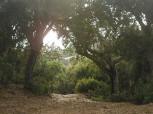 La Marsa - Forêt (hauteurs)