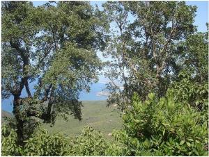 صورة لشاطئ  واد صابون  بولاية سكيكدة