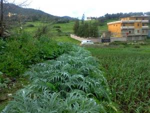 Aux abords de bou Yaghil