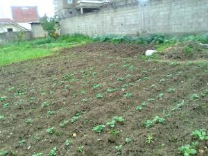 Culture de Pommes de terre à Bou Yaghil