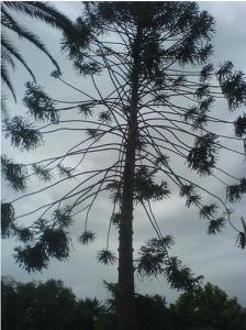 شجرة من أمريكا الجنوبية تم إدماجها بنجاح في غابات الجزائر (ولاية سكيكدة)