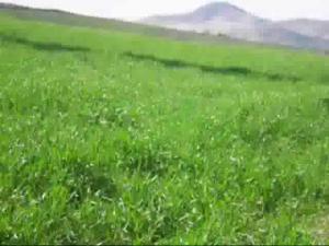 حقول الحبوب ببلدية واد السلام