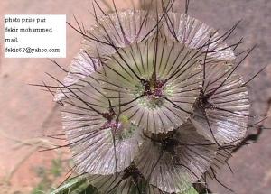 أزهار الصحراء الفريدة من نوعها