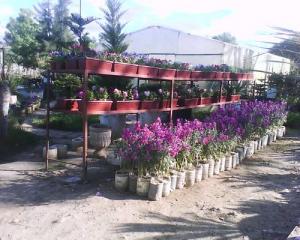 Horticulture à Salah Bouchaour (Wilaya de Skikda)