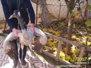 طائر نادر تم العثور عليه ببلدية ڨوراية (1)