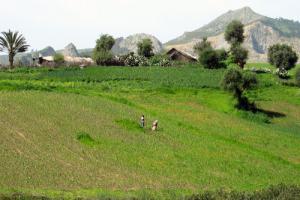 Champs Agricoles aux alentours de Skikda