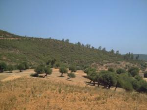 Vue sur la Forêt de Djendel Saadi Mohamed