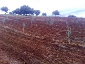 Champs Agricoles aux alentours de la ville d'Es Sebt