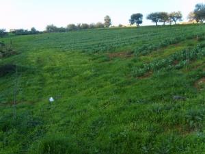 Agriculture à Skikda