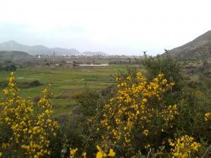 Verdure environnante de Skikda
