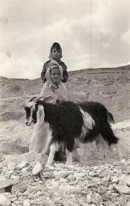 تربية الماشية بقرية  بن سرور  في العهد الإستعماري