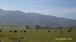 تربية الماشية بضواحي  تادمايت