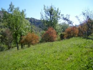 منظر طبيعي بضواحي بلدية دراع قبيلة (3)