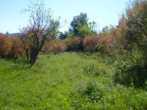 منظر طبيعي بضواحي بلدية دراع قبيلة (4)