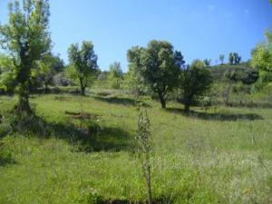 منظر طبيعي بضواحي بلدية دراع قبيلة (11)