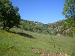 منظر طبيعي بضواحي بلدية دراع قبيلة 2