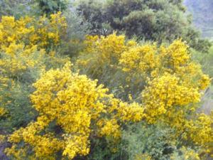 منظر خلاب بضواحي بلدية  دراع قبيلة  15