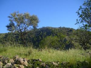 منظر خلاب بضواحي بلدية  دراع قبيلة  42