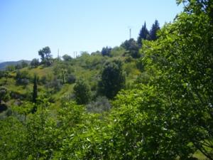 صورة من ضواحي بلدية  دراع قبيلة  4