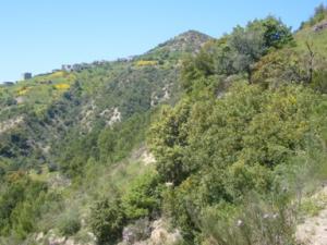 منظر من ضواحي  دراع قبيلة  27