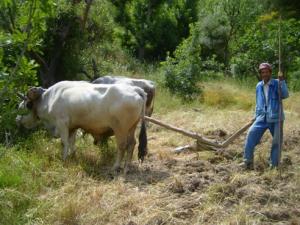 الفلاحة التقليدية بضواحي قرية  ثاكلياث  (بلدية  دراع قبيلة) 1