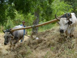 حرث الأراضي على الطريقة التقليدية بضواحي قرية  ثاكلياث  (بلدية  دراع قبيلة) 2