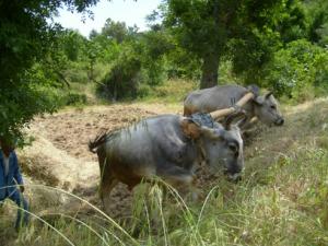 حرث الأراضي على الطريقة التقليدية بضواحي قرية  ثاكلياث  (بلدية  دراع قبيلة) 3